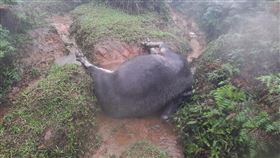 擎天崗死亡水牛頭與角疑消失　陽管處：未發生台北市陽明山擎天崗日前發生多起水牛暴斃，北市議員耿葳接獲陳情，指稱死亡牛隻的牛頭、牛角疑消失，陽管處8日說，經清查相關紀錄，並未有消失情形。圖為日前死亡牛隻。（陽管處提供）中央社記者劉建邦傳真　109年12月8日