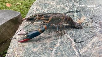 鯉魚潭遭入侵？民眾驚見「小龍蝦」