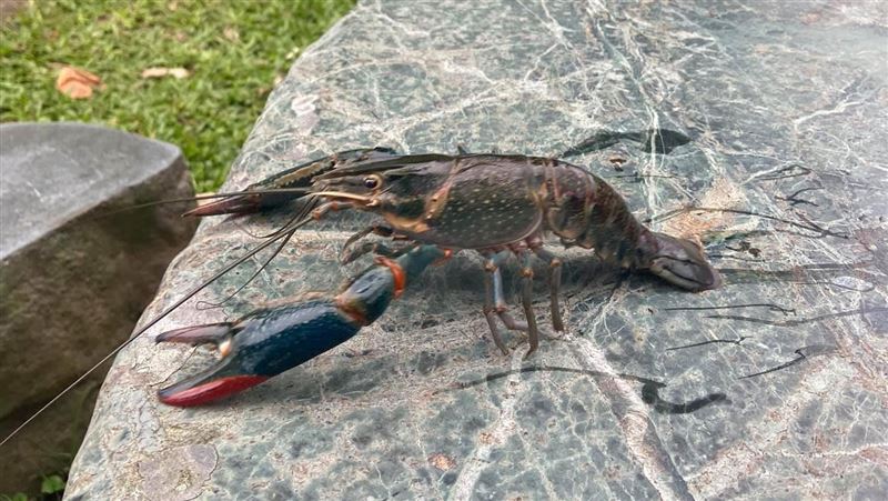 逛鯉魚潭驚見「小龍蝦」遊客：完蛋！