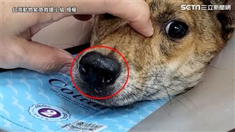 浪浪狂打噴涕又甩頭　鼻腔竟卡大水蛭