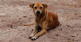 野狗,流浪狗。（圖／翻攝自Pixabay）