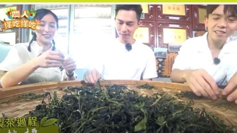 品茗冬茶是時侯　坪林採茶體驗享茶點