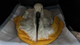 新北市政府動保處於12月8日中午接獲民眾通報，於石門發現1隻鶴疑似受傷，動保處隨即派員前往救援，現場驚見無腳環東方白鸛，身體虛弱無法站立，現場判斷鳥隻狀況不佳，立即送至臺北市立動物園進行緊急醫療。（圖／新北市動保處提供）