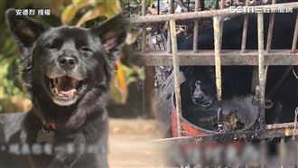 遭虐養關籠吃廚餘　愛爸救浪浪獲新生