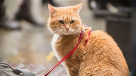 遇見街貓BOB,A Gift from Bob　（圖／采昌提供）