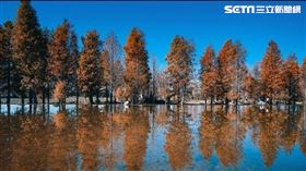 羽粼落羽松／泰安落羽松秘境（IG：hosihane0925李勁緯授權提供）