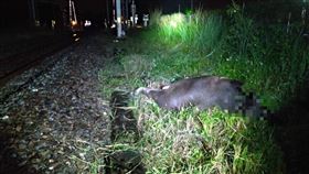 牛（圖／台鐵提供）