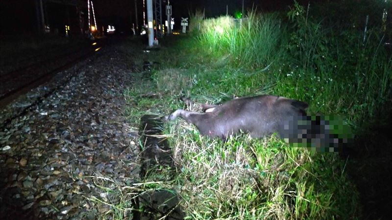 誰家的？3天發生2次！台鐵又撞到牛