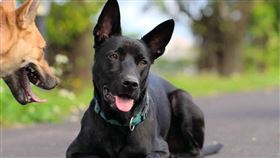 台灣土狗（圖／翻攝自pixabay）