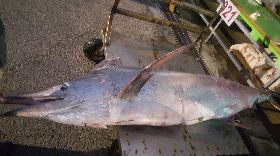 澎湖漁民捕獲2公尺大旗魚