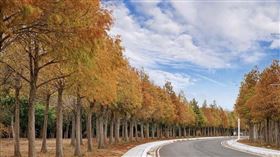 麗寶樂園12月限定落羽松秘境。（圖／IG：beckhamhong66 授權提供）