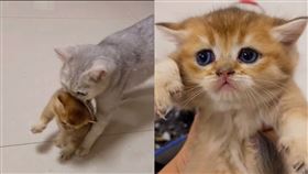 一定讓你吃肉！喵皇叼孩子幫奴才加菜　網笑翻：是親生的
（圖／翻攝自抖音1606864312）