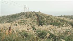 芒花秘境三角埔頂山、百年山佳火車站　走一趟樹林吧（圖／翻攝自新北市府官網）
