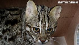 石虎飛飛
圖/台北動物園提供