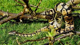 蟒蛇。(圖/Pixabay)