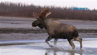 嚴冬倒數百日　他們需要1隻大駝鹿