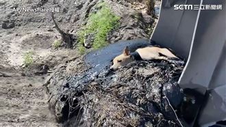 浪浪陷瀝青坑險死 怪手救援獲重生