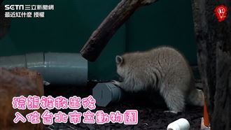 受虐4浣熊入住動物園　後續生活曝光