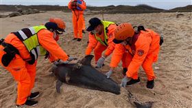 澎湖,海豚,擱淺,鯨豚