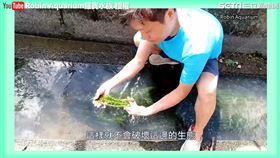▲達人採集時不忘維護生態。（圖／Robin Aquarium羅賓水族 YouTube授權）