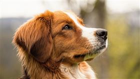 勸架,肉色,豐臀,流浪犬(翻攝自 Pixabay)