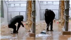 黑猩猩「自主掃地」！專業2動作　6千人看傻：比我還乾淨（圖／Tallinn Zoo授權提供）