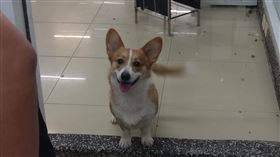 愛犬半夜3點吹狗螺　主人驚恐怖巧合（圖／翻攝自爆怨公社臉書）