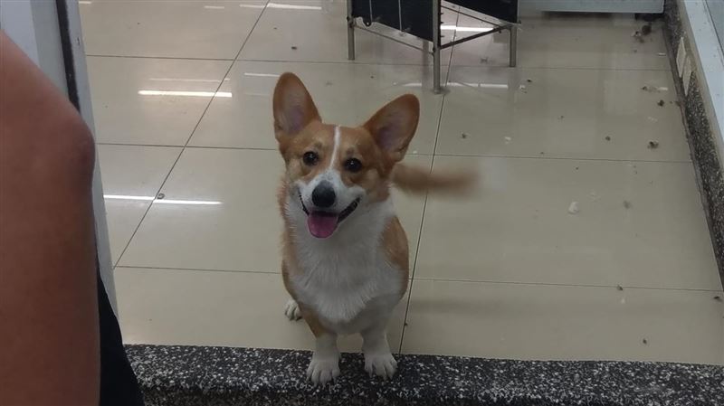 愛犬半夜3點吹狗螺　主人驚恐怖巧合