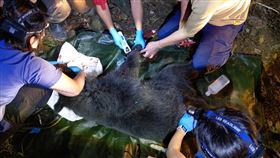 台灣黑熊中「山豬吊」　送屏科大治療（台東林管處提供）