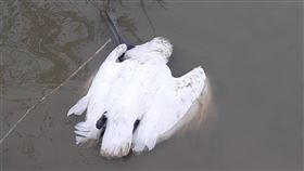 黑面琵鷺肉毒桿菌致死高雄市茄萣溼地每年有大量的黑面琵鷺來過冬，成了賞鳥熱區；但是近來鳥友統計已有7隻暴斃，2隻奄奄一息，經高雄市政府農業局解剖，確定肇因是肉毒桿菌，懷疑和吃到腐爛的死魚有關。（高雄市茄萣區觀光發展協會提供）中央社記者侯文婷傳真  109年12月11日