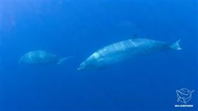 研究員認為他們在墨西哥西岸外海發現前所未見的劍吻鯨物種。（圖／翻攝自海洋守護協會網頁seashepherd.org）
