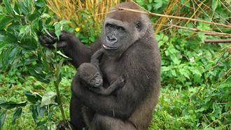 超萌金剛北鼻滿月　動物園邀網友命名