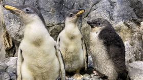 ▲企鵝幼兒園內的企鵝學員。（圖／國立海洋生物博物館提供）