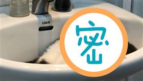 有網友分享家中廁所的洗手台上，常有「小精靈」出沒，怎麼趕也趕不走，讓想要洗手的原PO相當困擾。（圖／翻攝自Dcard）