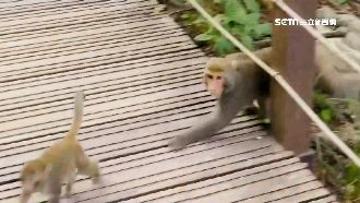 高雄柴山BB彈嚇獼猴！登山客嚇壞