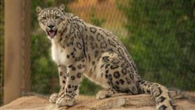 雪豹(圖翻攝facebook《Louisville Zoo》)
