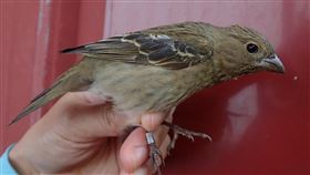 太魯閣鳥類調查  新增普通朱雀繫放紀錄太魯閣國家公園管理處委外進行園區鳥類繫放調查，在園區內發現台灣稀有冬候鳥普通朱雀雌鳥出沒，並成功完成標記，是全台首筆可查詢到的繫放紀錄及活體採樣遺傳樣本。（太管處提供）中央社記者張祈傳真  109年12月12日