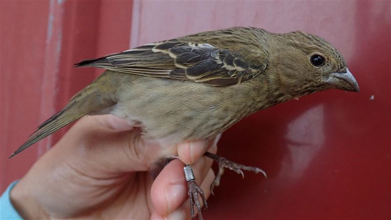 太魯閣鳥類調查　增普通朱雀繫放紀錄