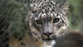 美國肯塔基州路易維爾動物園證實，園內有3隻雪豹驗出對新型冠狀病毒呈陽性反應，分別為兩隻公雪豹與一隻母雪豹。（圖／翻攝自facebook.com/Louisvillezoo）
