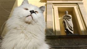 冬宮貓,Hermitage Cats（圖／美聯社／達志影像）
