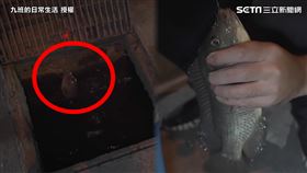 ▲九班帶大家到一處路邊水溝蓋，用過期的麵包釣魚。（圖／九班的日常生活 授權）