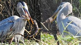 大藍鷺,鱷魚,生吞