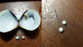 女子買蛤蜊回家吃，驚見白色球球，以為珍珠。網笑：腎結石啦！（圖／翻攝自Costco好市多商品經驗老實說 臉書）