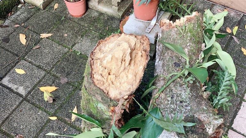 苗栗豆腐街藏危險？飛天樹幹砸中父子