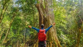 可樂旅遊推薦小團前往新竹司馬庫斯看神木。（圖／可樂旅遊提供）