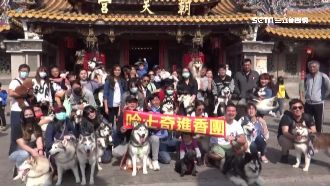 哈士奇進香團　50隻出動參拜北港媽