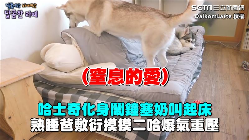 二哈鬧鐘塞奶叫起床　爸敷衍摸牠爆氣