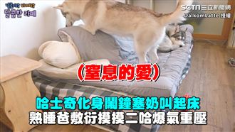 二哈鬧鐘塞奶叫起床　爸敷衍摸牠爆氣