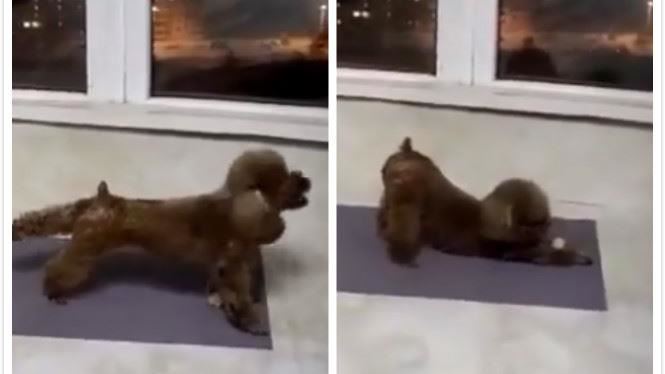 愛上做瑜珈　他回家一看愛犬笑翻