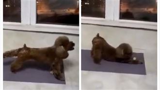 愛上做瑜珈　他回家一看愛犬笑翻